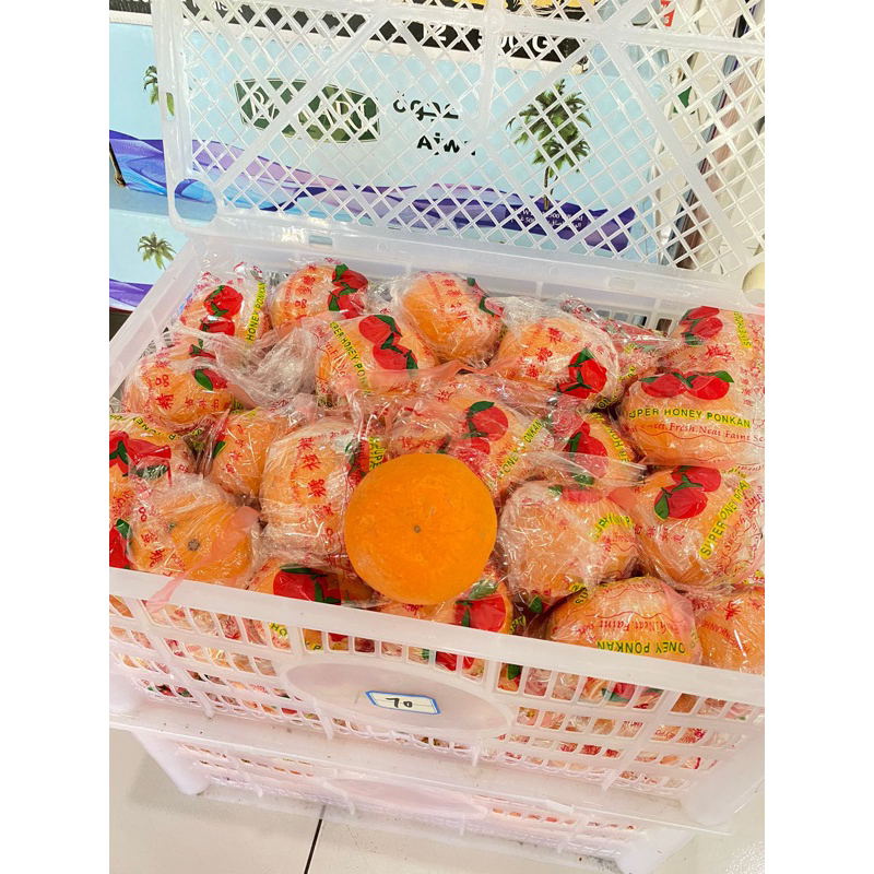 

900-1000gr buah jeruk ponkam honey ponkam jeruk mandarin premium