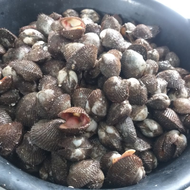 

Kerang Bulu Medan 20.000/kg
