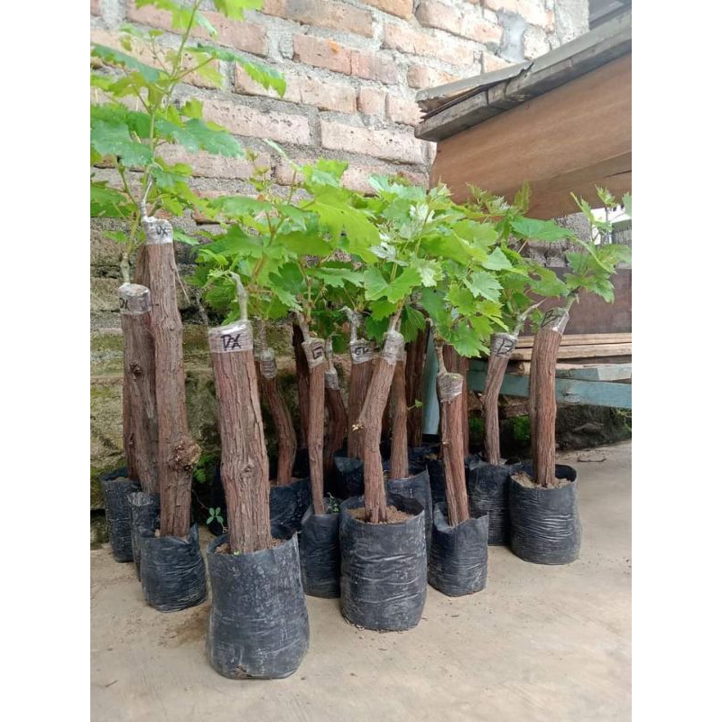 bibit anggur jupiter import