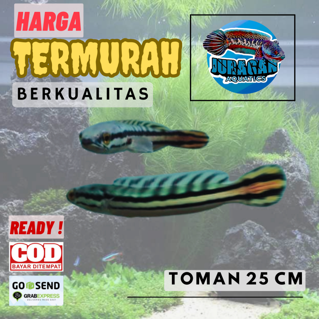 Gabus Hias Channa Toman - Toman Gabus Hias Ukuran Sedang - Channa Toman Progres - Gabus Hias Toman