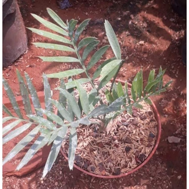 Encephalartos Horridus caudex 1,5cm (dari biji)