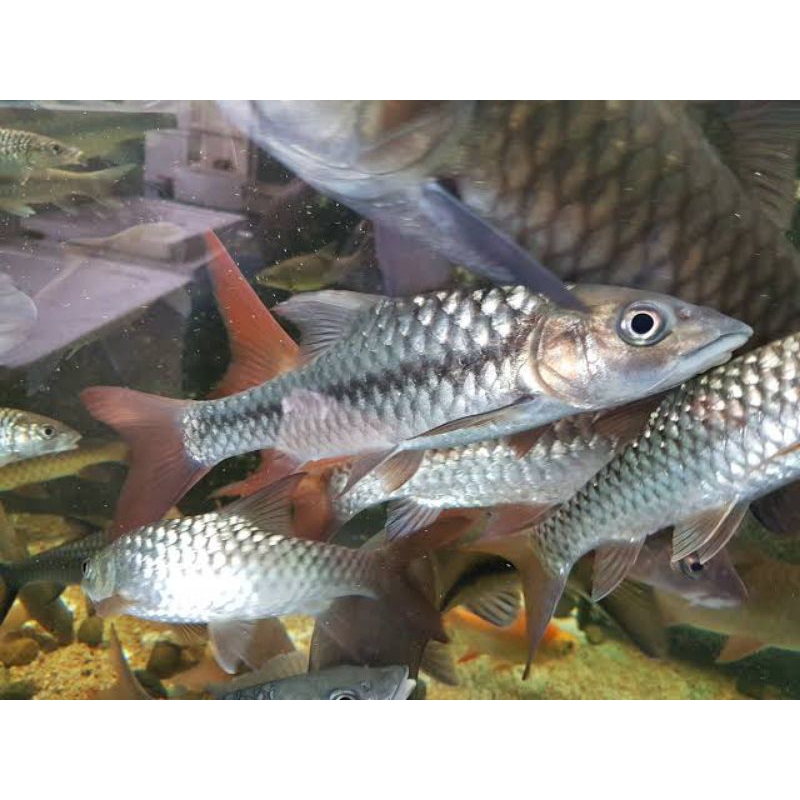 Mahseer tor sinensis 7cm