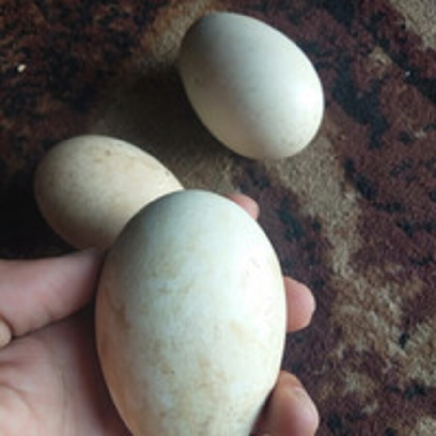 

telur angsa gagal netas