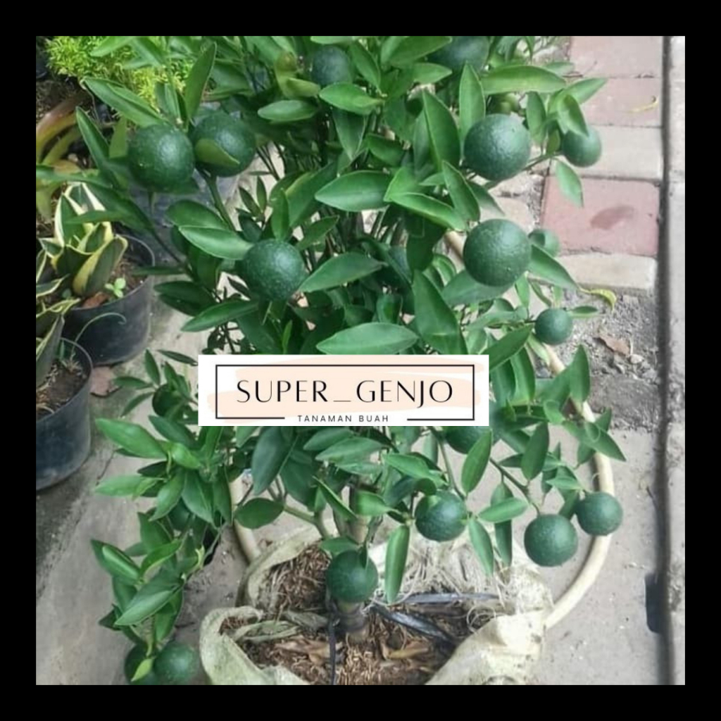 Bibit Jeruk Santang Hijau/Daun Berbuah