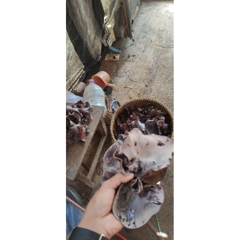 

jamur kuping fres/kering