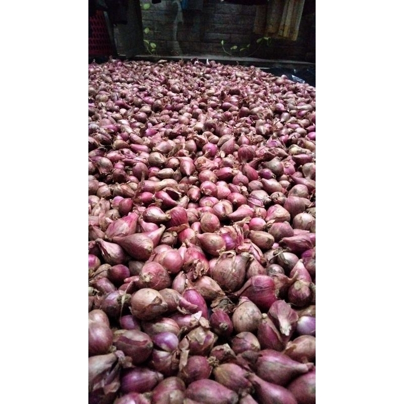

bawang asli brebes