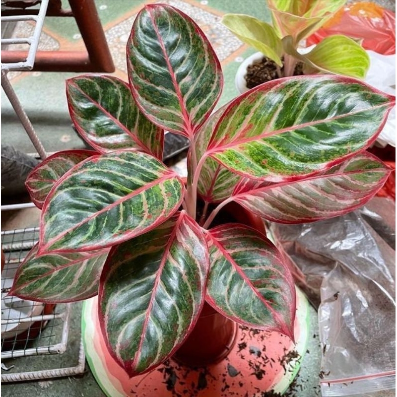 Paket 3 Tanaman hias murah spathiphyllum variegata-AGLONEMA Lipstik- SANSIVERA mooshine Tanaman Hidu