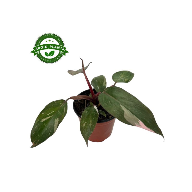 Tanaman Hias Philodendron Pink Princess - Philodendron Pink Princess
