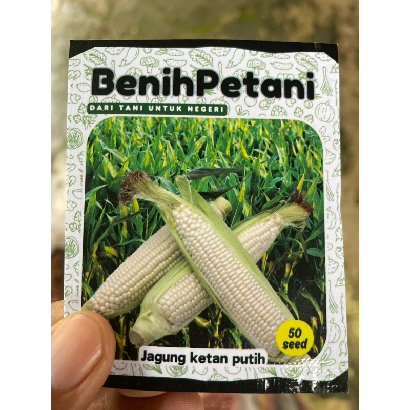 50 Benih/Bibit Jagung ketan pulut putih manis