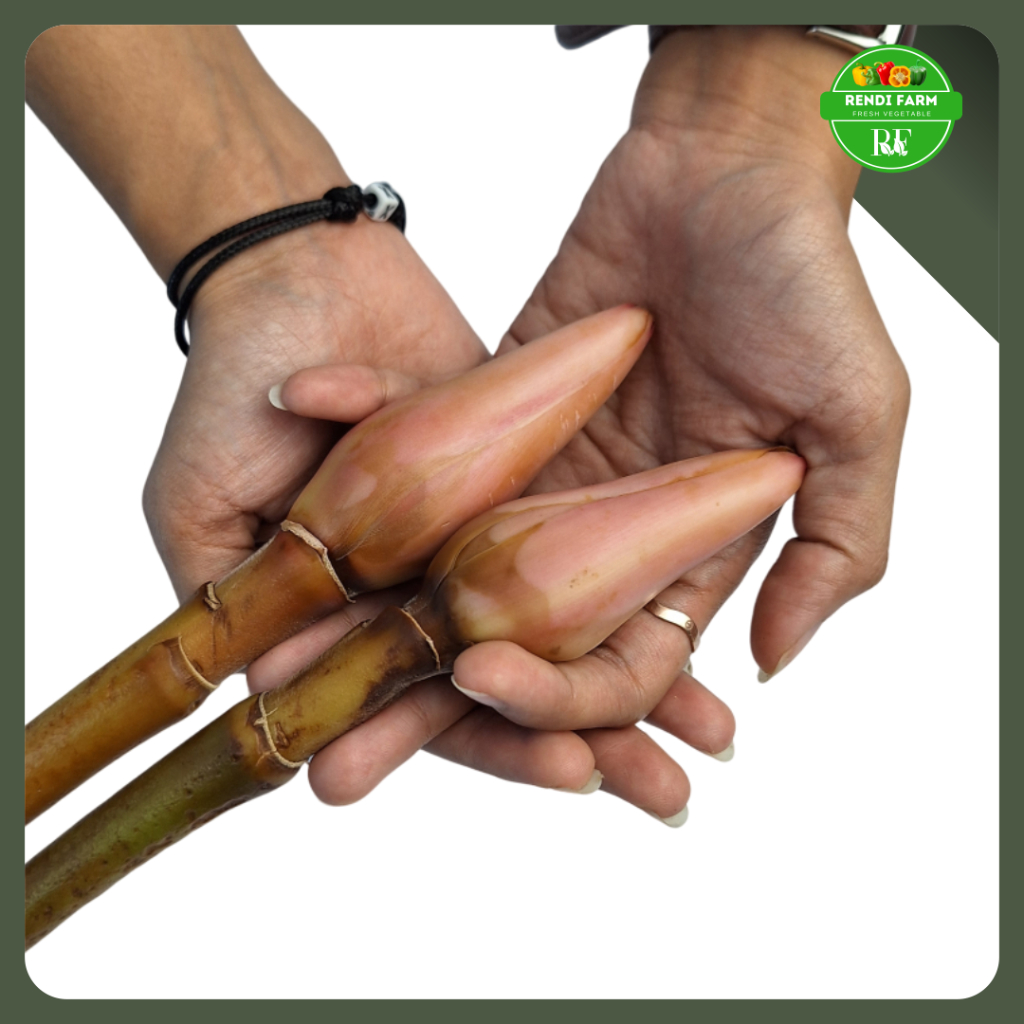 

KECOMBRANG / HONJE / BUNGA KECOMBRANG /