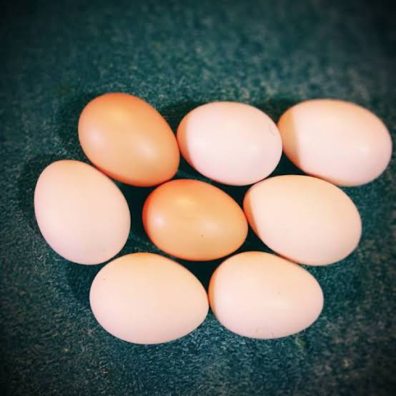 

telur ayam brahma siap tetas. ayam brahma telur