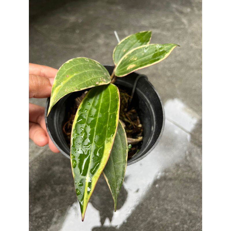 Tanaman hias Hoya macrophylla variegata