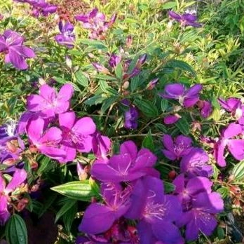 Tanaman Hias Bunga Senggani Ungu/Taibo Cina