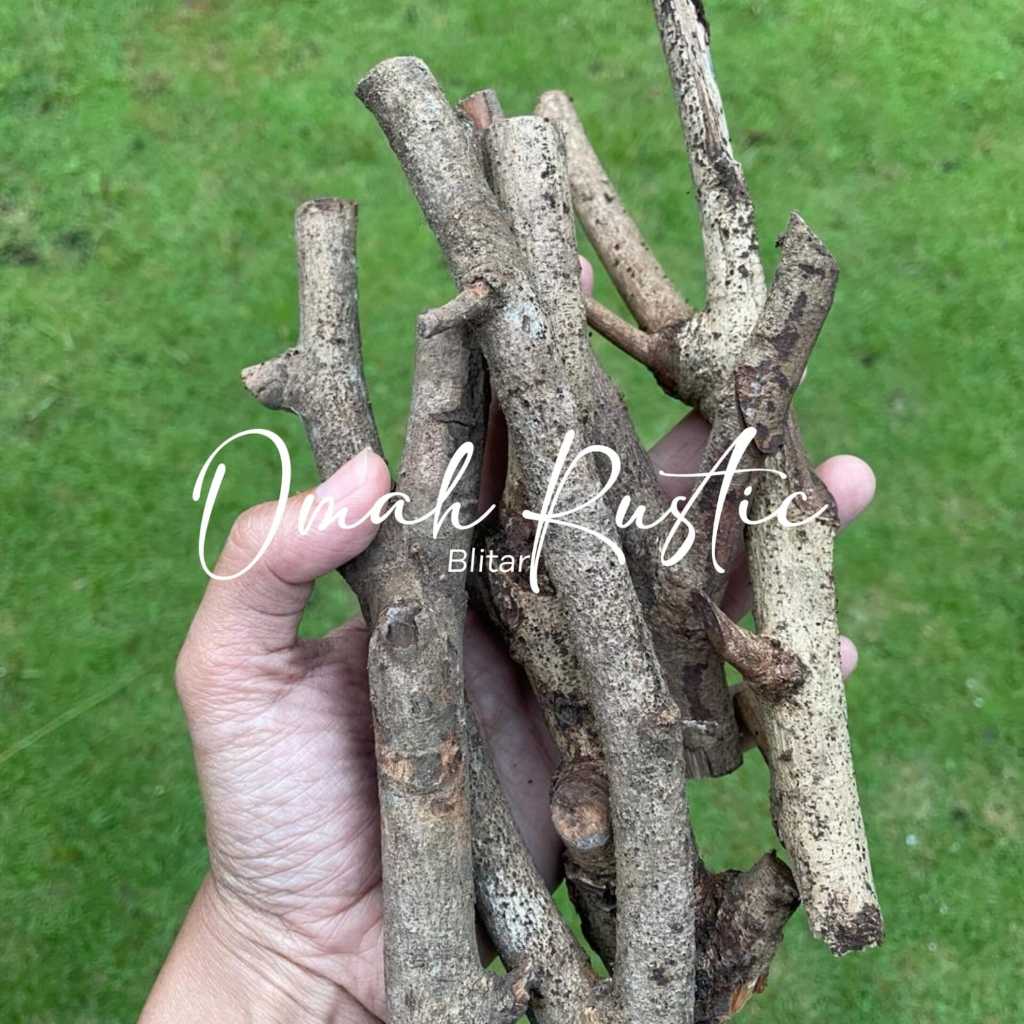 RANTING BERCABANG/ KAYU KERING/ HIASAN FOTO/ AKSESORIS FOTO