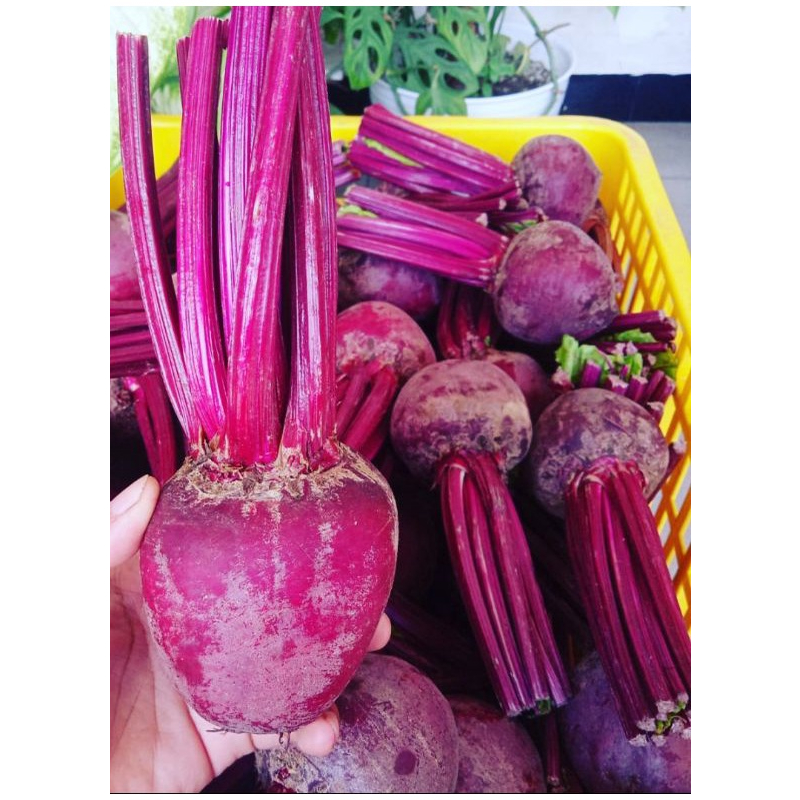 

buah BIT segar 500gr KIRIM INSTANT