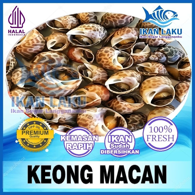 

PRODUK BARU!! KEONG MACAN FRESH {CIKARANG-TAMBUN} PREMIUM FRESH TERMURAH BERGARANSI IKAN LAKU IKAN SEGAR IKAN BEKU