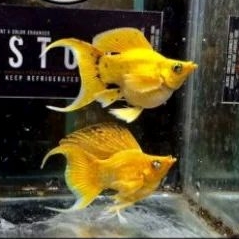 molly balon gold cawang