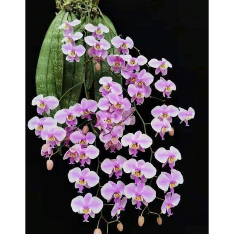 anggrek phalaenopsis schilleriana koleksi termurah