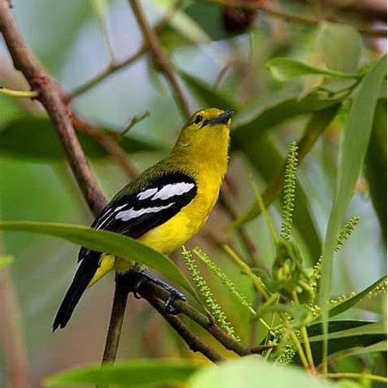 Burung-sirtu-cipow-rawatan