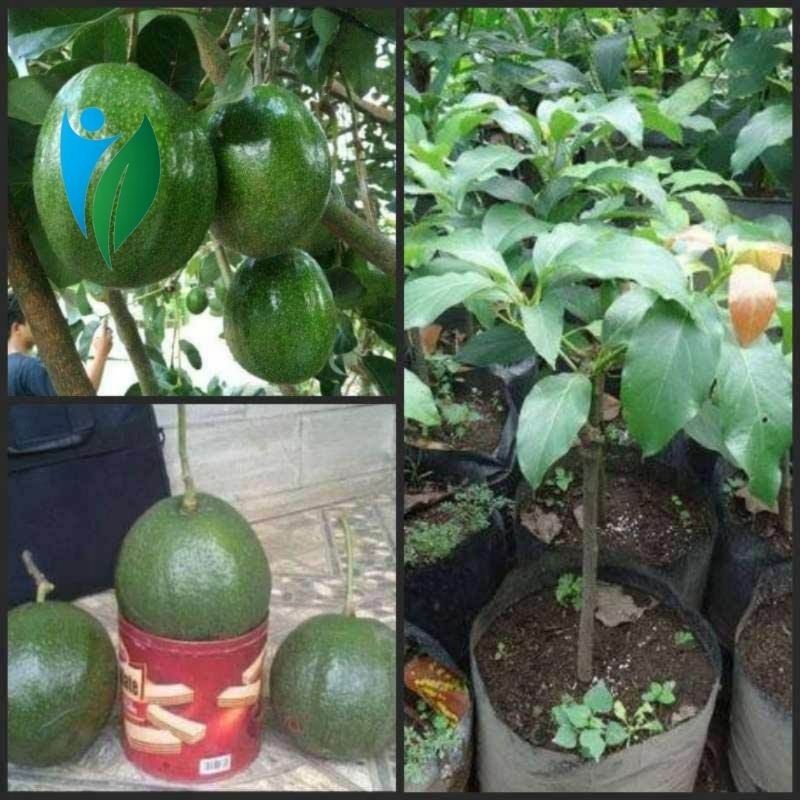 Alpukat Markus, bibit hasil samcuk, genjah(cepat berbuah) buah nya besar 1kg/buah.