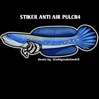 Pulchra