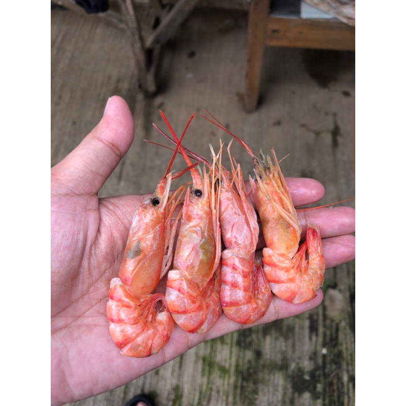 

udang krosok