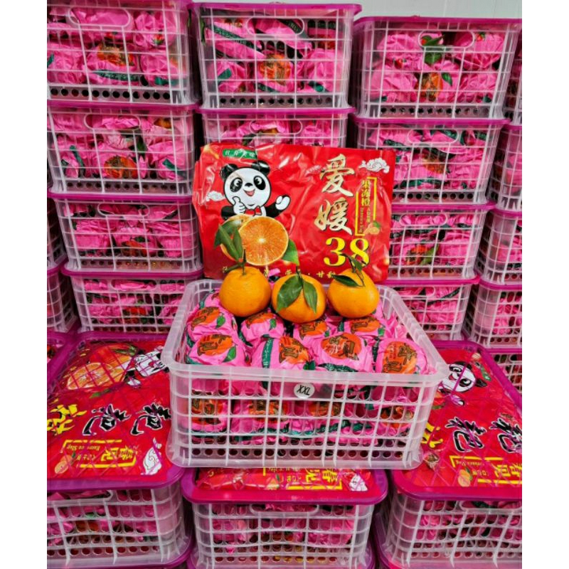 

jeruk papagan xxl 6,5kg