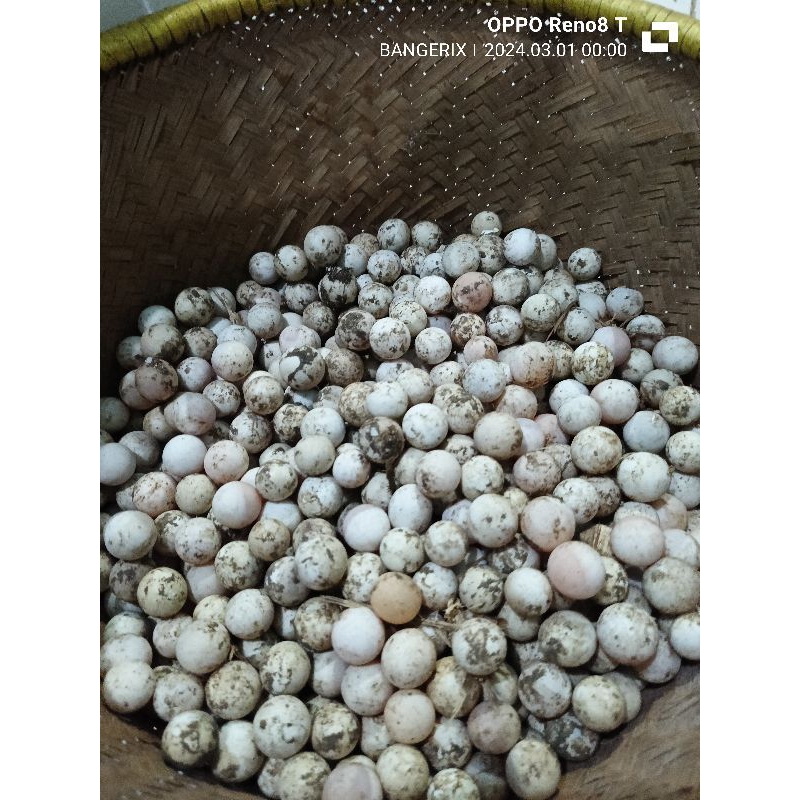 

paket hemat 7 butir telur siap netas