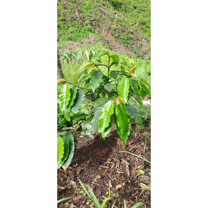 bibit kopi Arabika Gayo unggul Ateng super siap tanam 50 batang gratis 15.