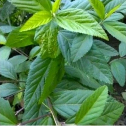 

DAUN SIDAGURI SEGAR 1kg