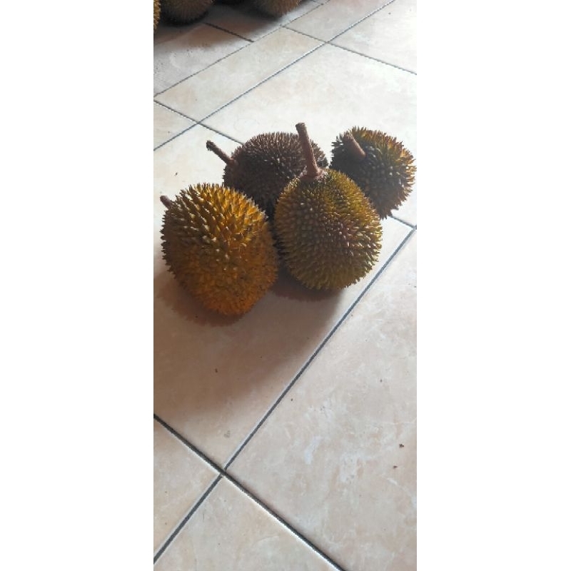 

durian lokal malang