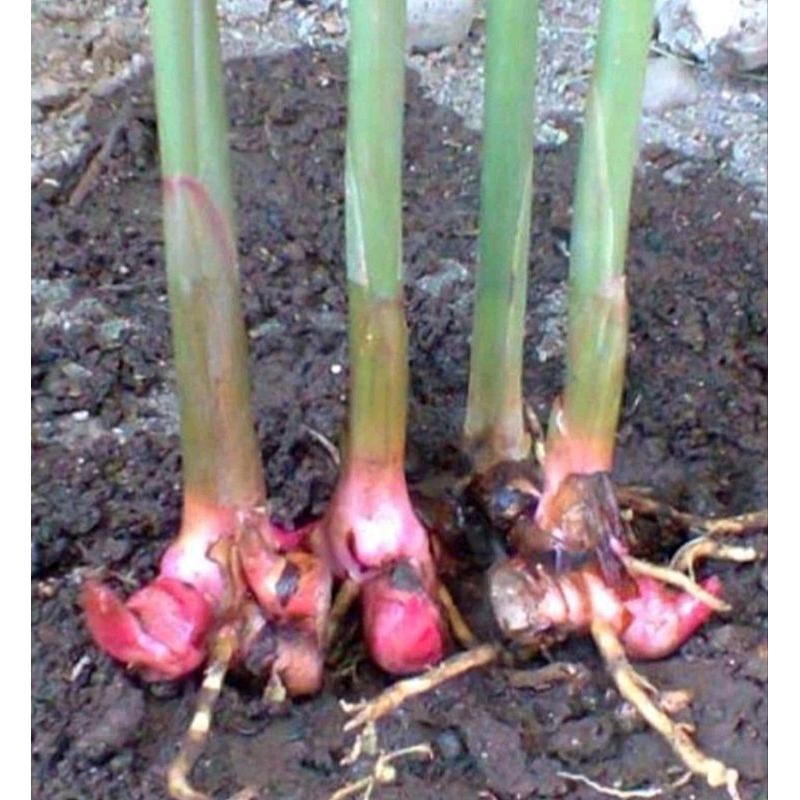 bibit laos merah bibit tanaman laos bumbu masakan
