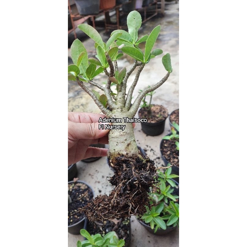 Thaisoco bibit Adenium Thaisoco hybrid