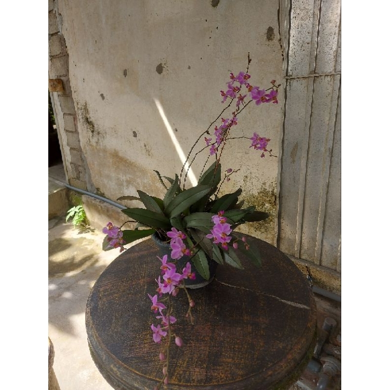 anggrek bulan mini doritis murah rimbun