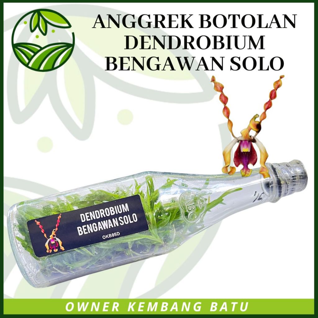 Bibit Botolan Anggrek Dendrobium Bengawan Solo Koleksi Dendro Melintir