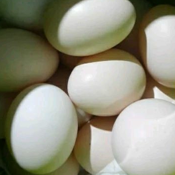

Telur Ayam Kampung