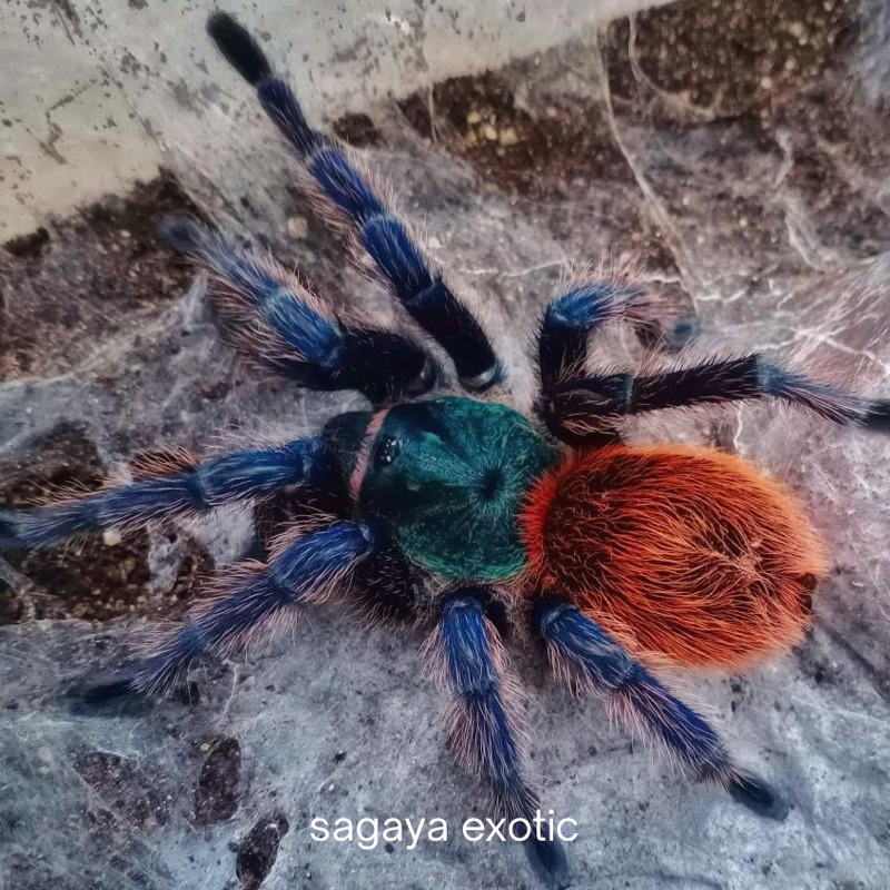 mainan chromatopelma cyaneopubescens gbb tarantula