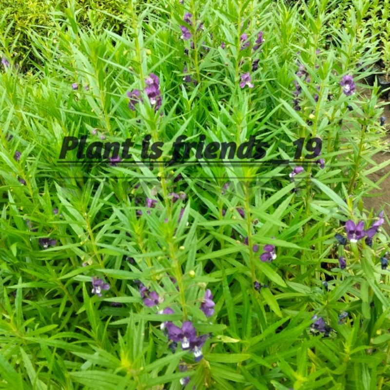 BIBIT BUNGA LAVENDER WANGI PENGUSIR NYAMUK ALAMI AROMA TERAPI