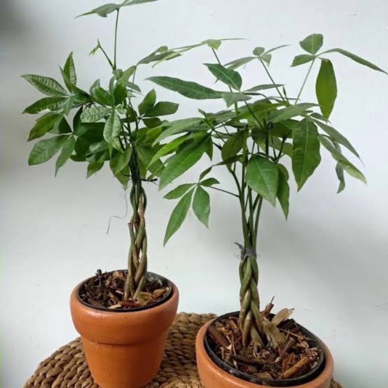 Pohon Uang Pachira - Tanaman Uang Pachira pohon Sudah Di Anyam