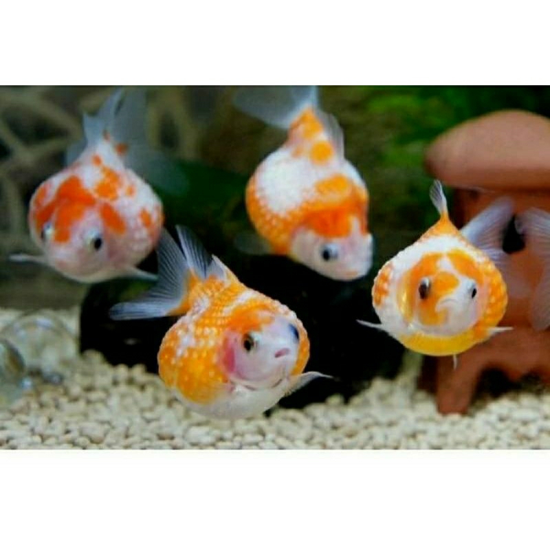 TERLARISPAKET isi 10 koki mutiara size 3-4 cm