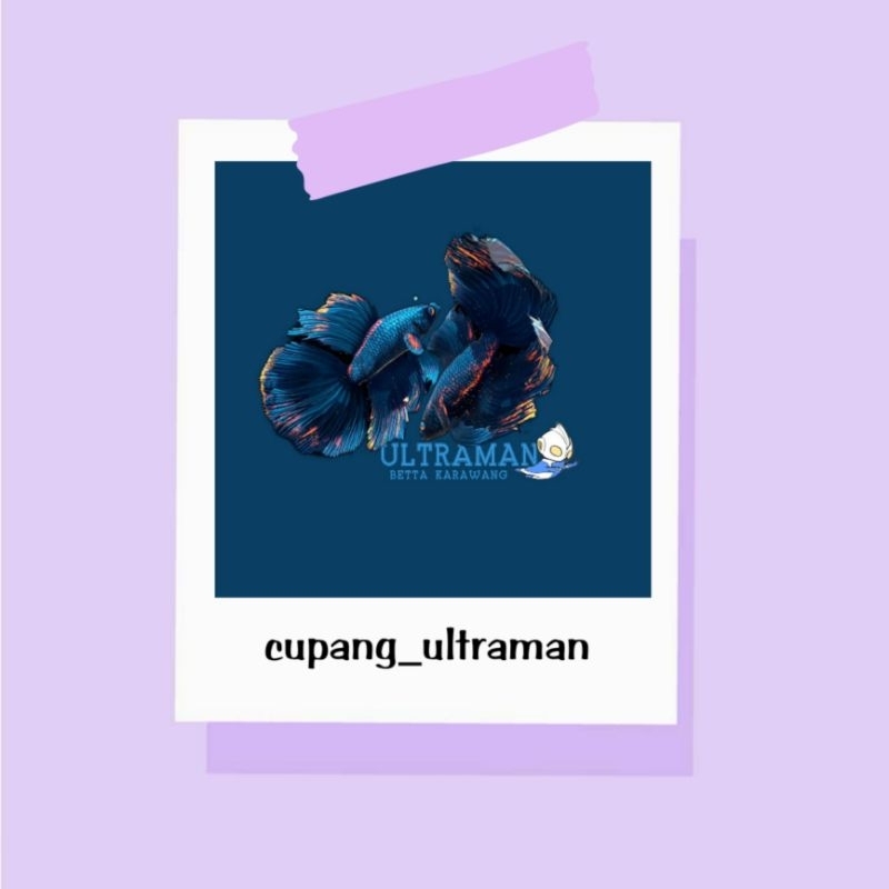 

stiker cupang no.1-18