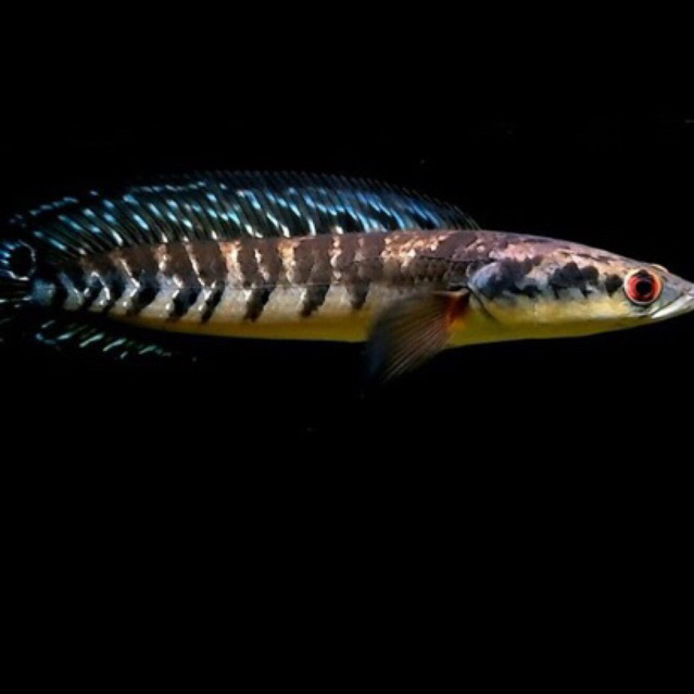 CHANNA YELLOW SENTARUM