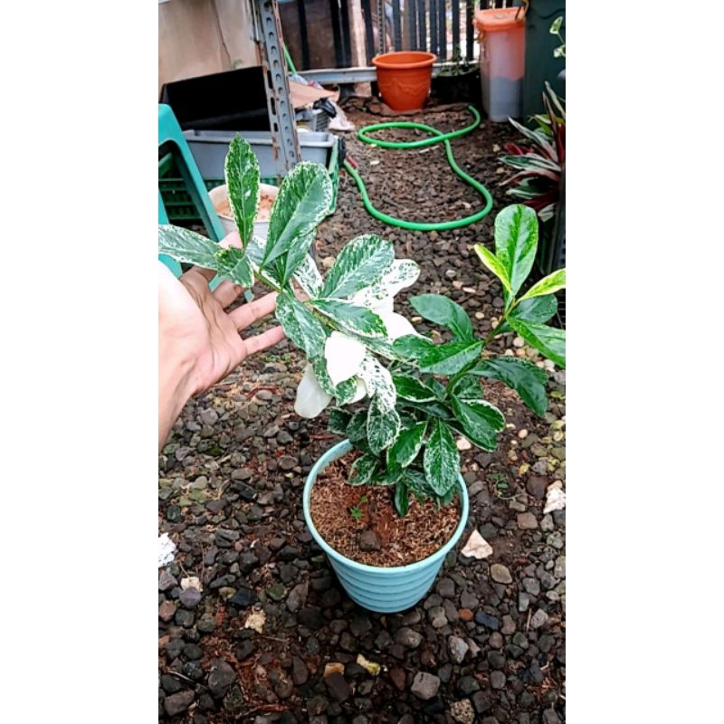 tanaman hias asoka variegata free pot