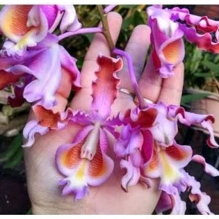 scomborgia tibicinis/anggrek tanduk kerbau