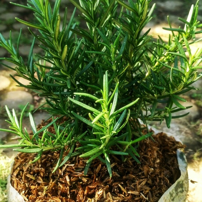 Bibit Tanaman Rosemary Bumbu Masakan Eropa Bunga Rosemary