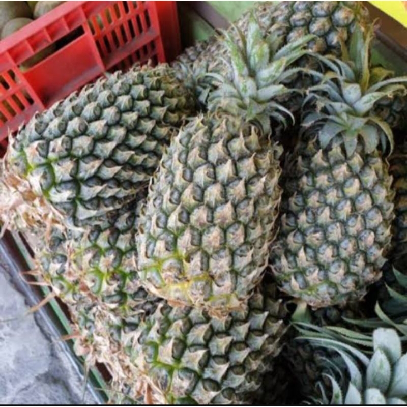 

Buah nanas palembang nanas sele 1 buah nanas besar