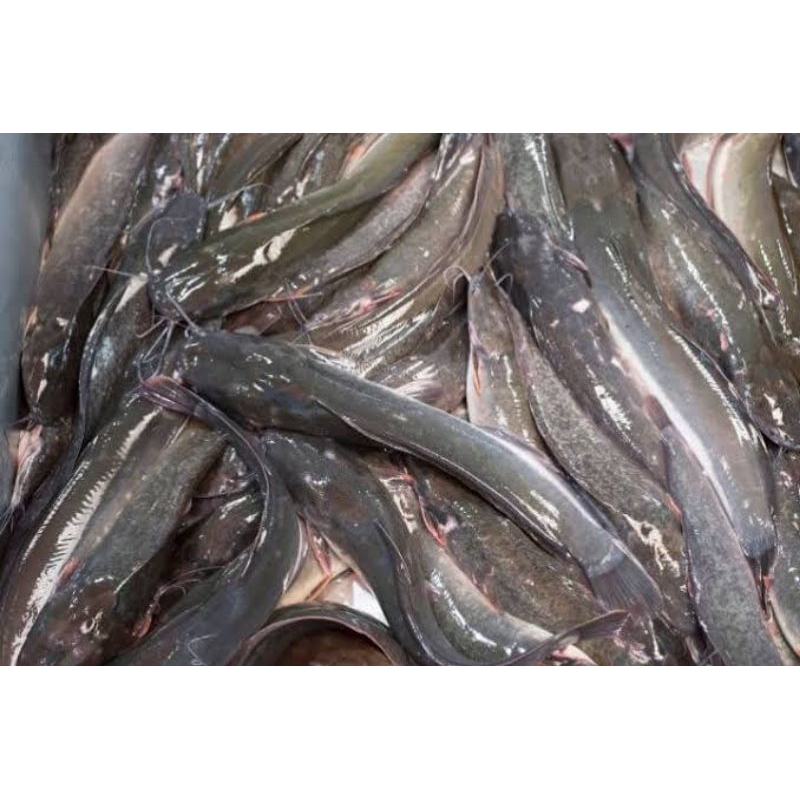 

Ikan Lele Hidup Ukuran 7