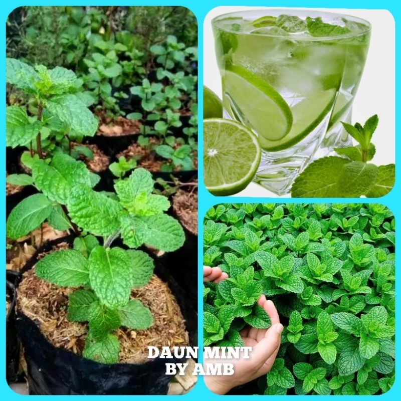Bibit Tanaman Mint Bibit Daun Mint Bibit Peppermint Pohon Mint