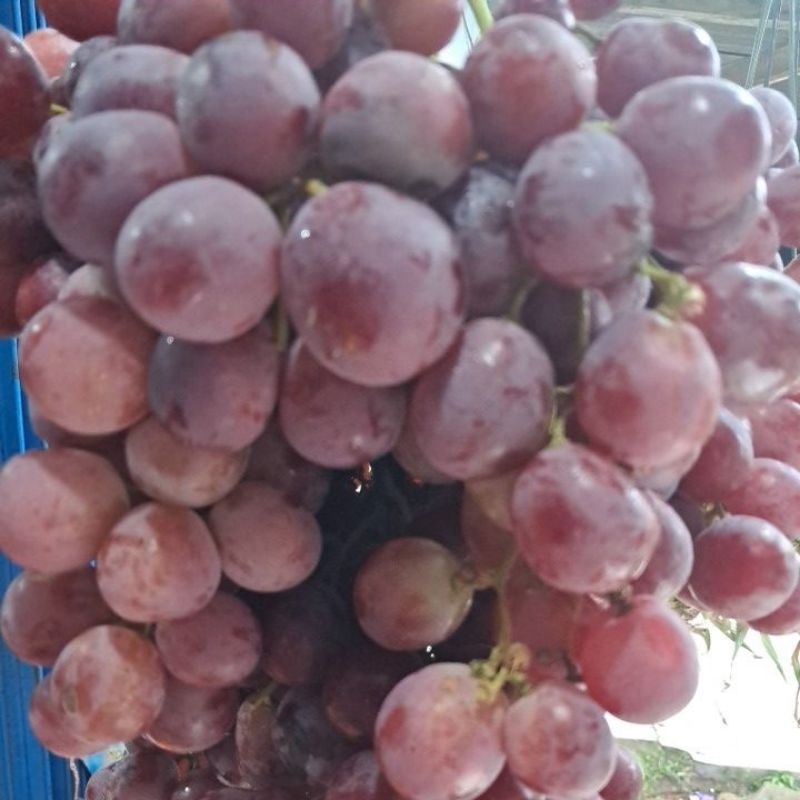 

anggur australia 80.000