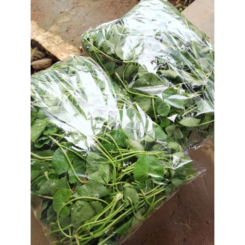 

DAUN PEGAGAN SEGAR 250 GRAM / DAUN PEGAGAN OBAT HERBAL